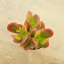 Load image into Gallery viewer, Crassula Hummels Sunset