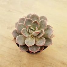 Load image into Gallery viewer, Graptoveria Marpin