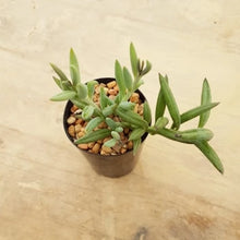 Load image into Gallery viewer, Senecio radicans 'Fish Hook'