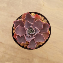 Load image into Gallery viewer, Echeveria Neon Breakers