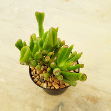 Load image into Gallery viewer, Crassula gollum