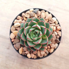 Load image into Gallery viewer, Echeveria Shamrock