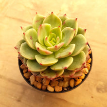 Load image into Gallery viewer, Echeveria Bella Donna