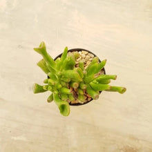 Load image into Gallery viewer, Crassula gollum