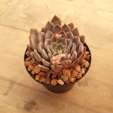 Load image into Gallery viewer, Echeveria Pink Zaragoza