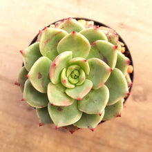 Load image into Gallery viewer, Echeveria Bella Donna