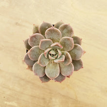 Load image into Gallery viewer, Graptoveria Marpin
