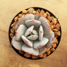 Load image into Gallery viewer, Echeveria laui