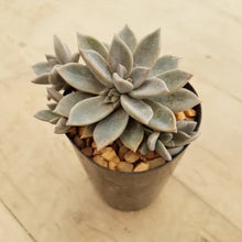 Load image into Gallery viewer, Graptoveria Rose Queen
