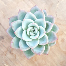 Load image into Gallery viewer, Echeveria Ghost