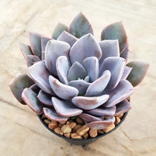 Load image into Gallery viewer, Graptoveria Debbi