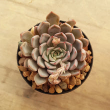 Load image into Gallery viewer, Echeveria Pink Zaragoza