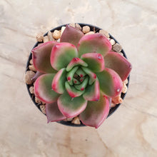 Load image into Gallery viewer, Echeveria amestro