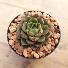 Load image into Gallery viewer, Echeveria Shamrock