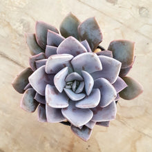 Load image into Gallery viewer, Graptoveria Debbi