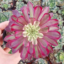 Load image into Gallery viewer, Aeonium Mardi Gras