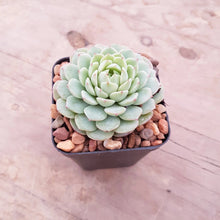 Load image into Gallery viewer, Echeveria Macadamia