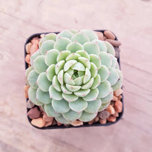 Load image into Gallery viewer, Echeveria Macadamia