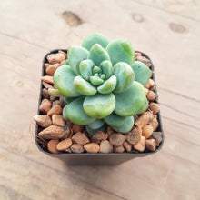 Load image into Gallery viewer, Sedum clavatum