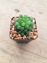 Load image into Gallery viewer, Haworthia obtusa v pilifera