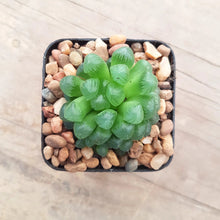 Load image into Gallery viewer, Haworthia obtusa v pilifera