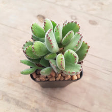 Load image into Gallery viewer, Cotyledon tomentosa Bear's Paw