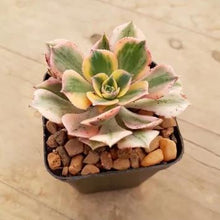 Load image into Gallery viewer, Aeonium Sunburst