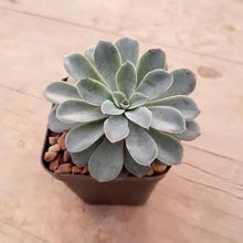 Load image into Gallery viewer, Echeveria Fantastic Fountain