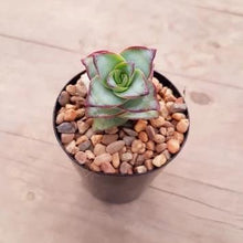 Load image into Gallery viewer, Crassula perforata - Giant Form