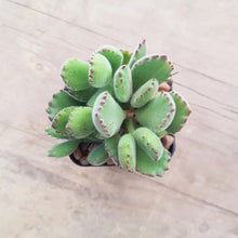 Load image into Gallery viewer, Cotyledon tomentosa Bear's Paw