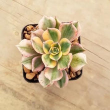 Load image into Gallery viewer, Aeonium Sunburst