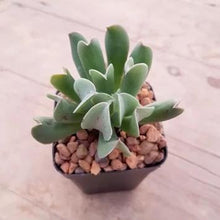 Load image into Gallery viewer, Echeveria Dark Vader