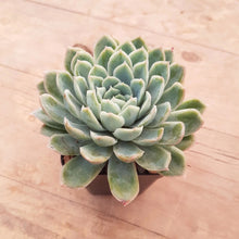 Load image into Gallery viewer, Echeveria Shiki Kuksi