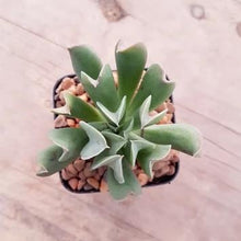 Load image into Gallery viewer, Echeveria Dark Vader