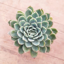 Load image into Gallery viewer, Echeveria Shiki Kuksi