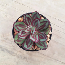 Load image into Gallery viewer, Echeveria nodulosa