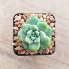 Load image into Gallery viewer, Sedum clavatum