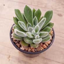 Load image into Gallery viewer, Echeveria Doris Taylor