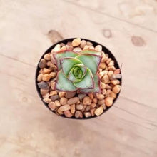 Load image into Gallery viewer, Crassula perforata - Giant Form