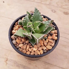 Load image into Gallery viewer, Faucaria Sea Dragon