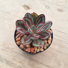 Load image into Gallery viewer, Echeveria nodulosa