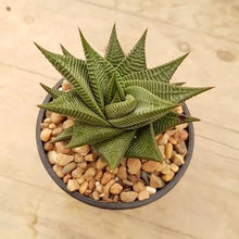 Load image into Gallery viewer, Haworthia limifolia Twister