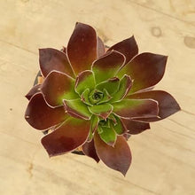 Load image into Gallery viewer, Sempervivum Inferno