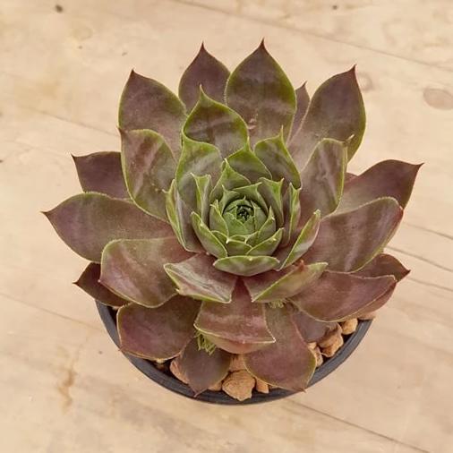 purple haze succulent Sempervivum Purple Haze – Mick's Succulents
