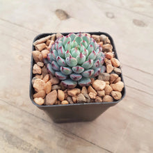 Load image into Gallery viewer, Echeveria minima
