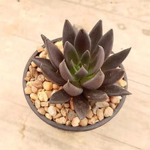Load image into Gallery viewer, Echeveria Black Knight