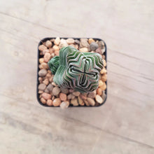 Load image into Gallery viewer, Crassula Buddha's Temple