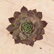 Load image into Gallery viewer, Sempervivum Purple Haze
