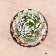 Load image into Gallery viewer, Sempervivum Cobweb/Spider Web