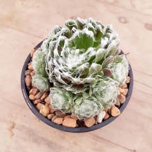 Load image into Gallery viewer, Sempervivum Cobweb/Spider Web
